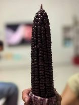 贝王甄选望东坡黑玉米
